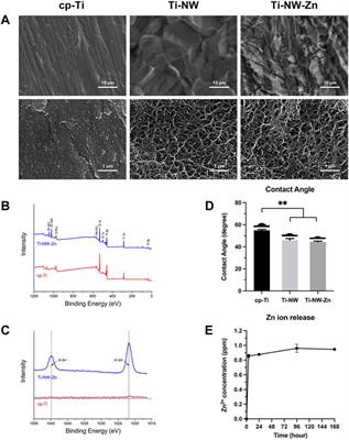 Effects of Zinc Ions Released From Ti-NW-Zn Surface on Osteogenesis and Angiogenesis In Vitro and in an In Vivo Zebrafish Model